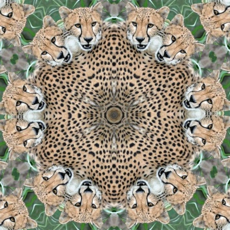 Kaleidoscope Cheetah