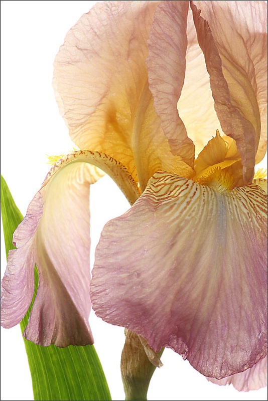 Plum iris