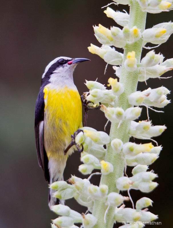 Cayman Birds 7 - ID: 12745951 © Elliot Barnathan