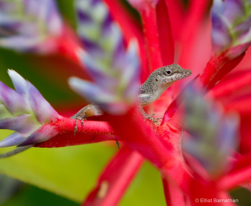 Little Lizzard - ID: 12745954 © Elliot Barnathan