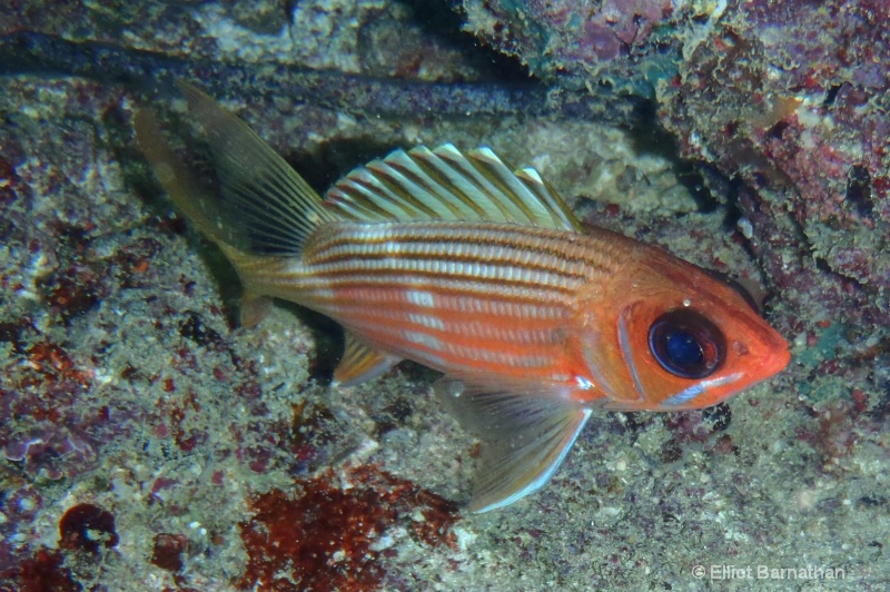 Cayman Underwater Life 35 - ID: 12746001 © Elliot Barnathan