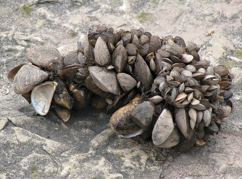 Shell Cluster