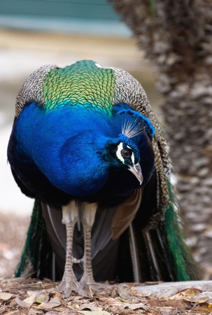 Curious Peacock