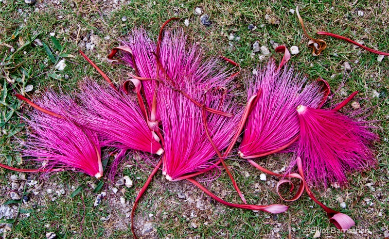 Cayman Flowers 1 - ID: 12750831 © Elliot Barnathan