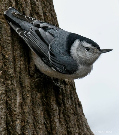 White Breasted Nuthatch