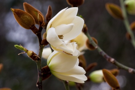 Sweet Magnolia