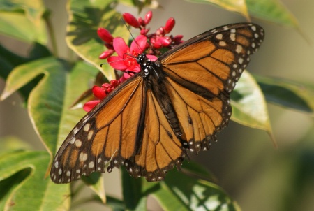 Monarch Butterfly