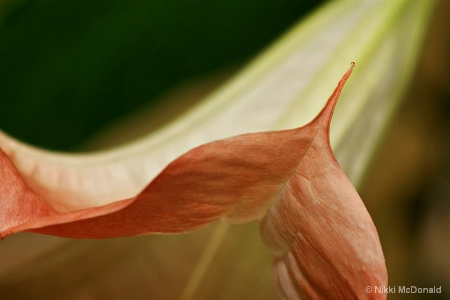 Angel Trumpet