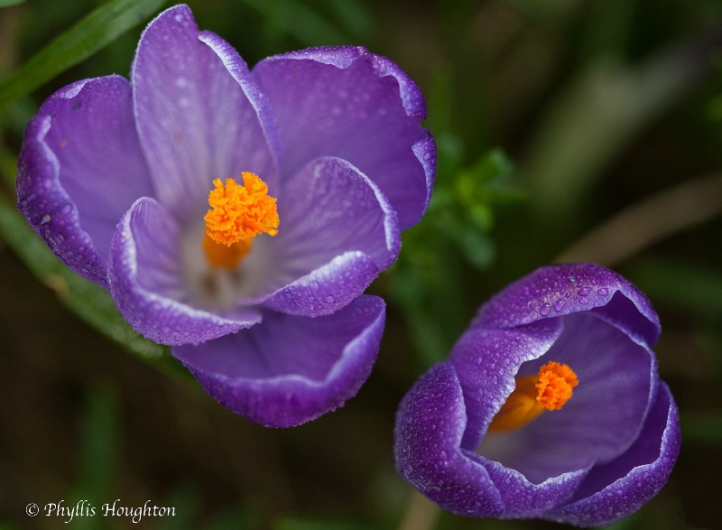 Crocus Pair