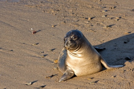 Morning at the Beach