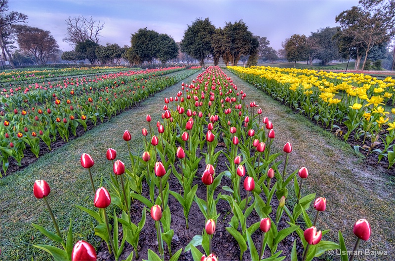 Lets walk among the Tulips