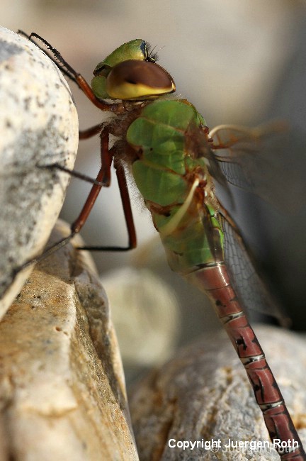 Common Green Darner Dragonfly - ID: 12764733 © Juergen Roth