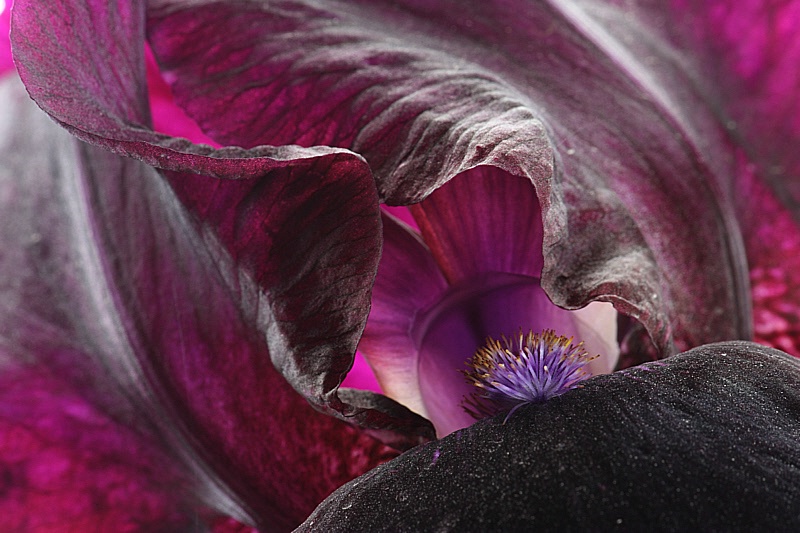 Deep purple iris close-up