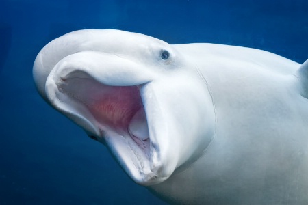 Beluga Whale Greeting