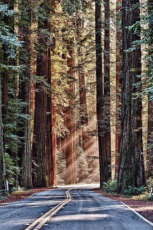 Avenue of the Giants-Redwoods Forest, California