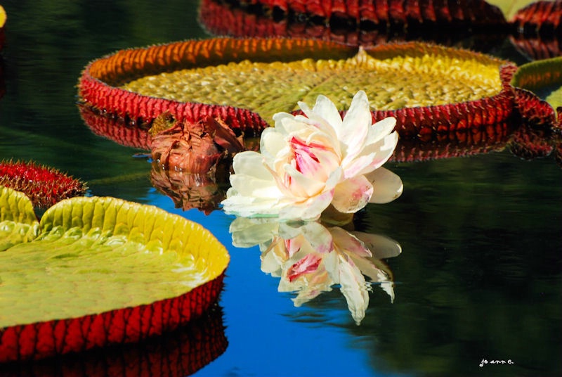 Giant Lily Pads...