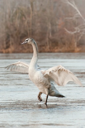 Kung Fu Goose