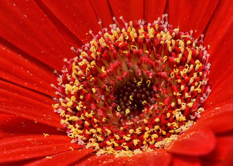 Red Close-up