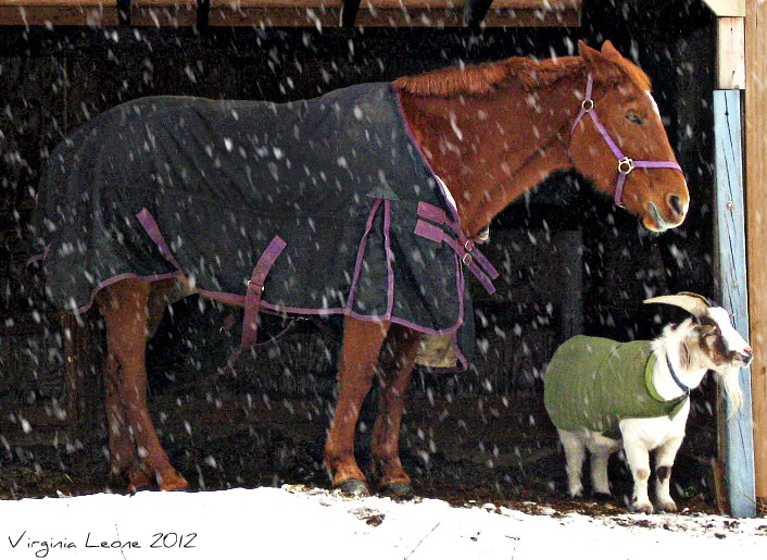 Snow Buddies