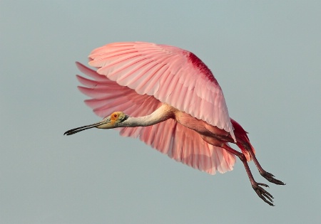 Spoonbill 4980