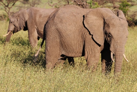 elephants