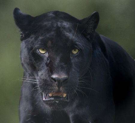 Black Jaguar