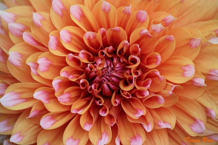 Orange Dahlia.