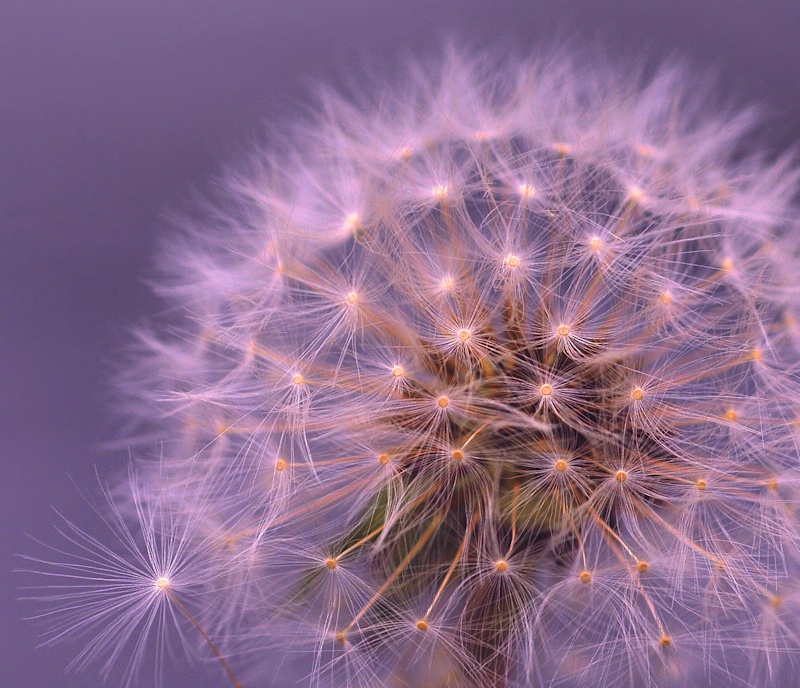 Dandelion Seeds