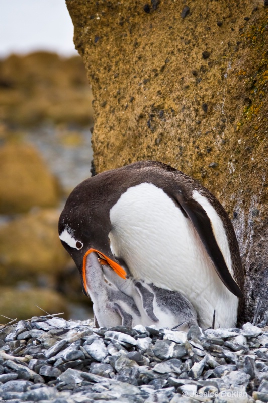 Gentoo Penguin Feeding Chicks