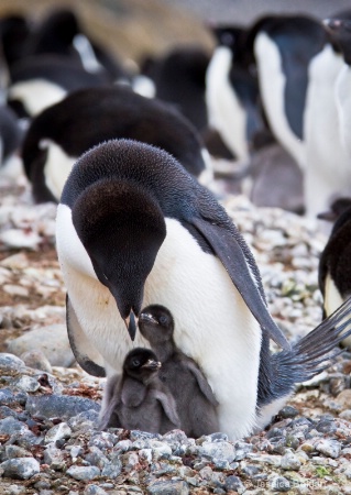 Adélie Penguin with Chicks