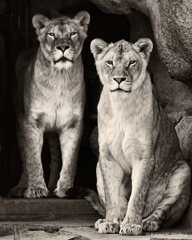 Lioness Pair