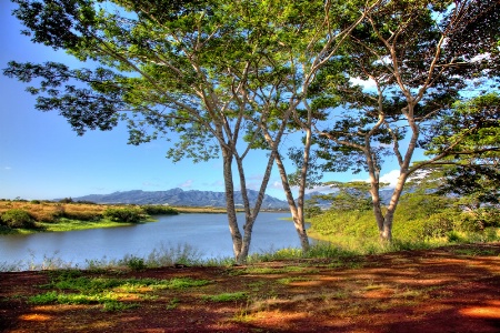 Dole Plantation Scene