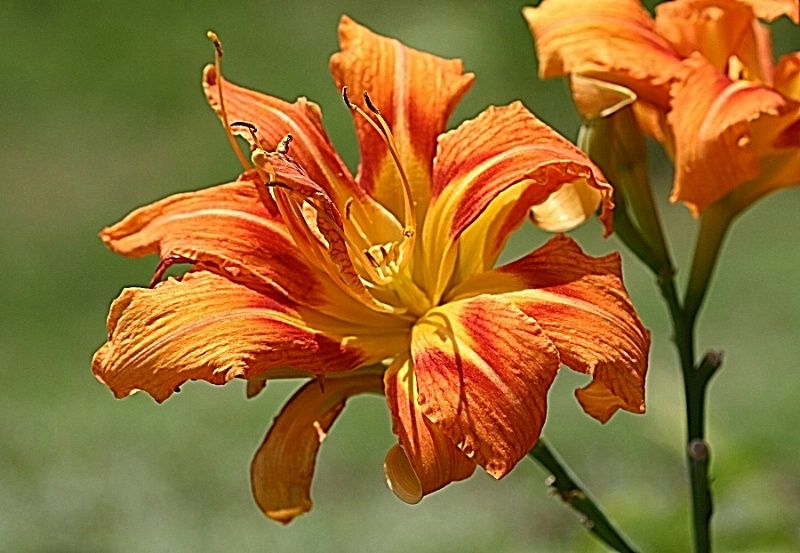 Orange Lilies