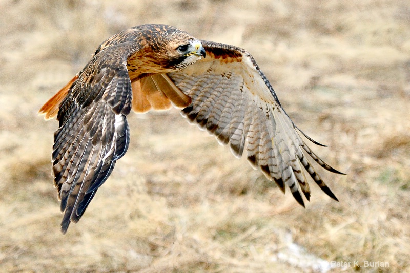 Hawk in Flight