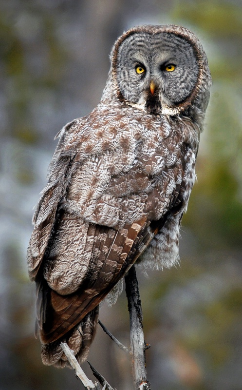 Great Gray Owl