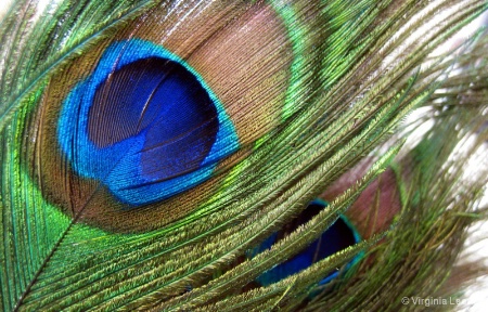 Peacock Colors