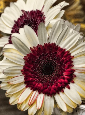 Gerberas