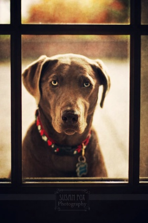 Dog in the Window