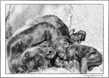 Giggling Gorillas