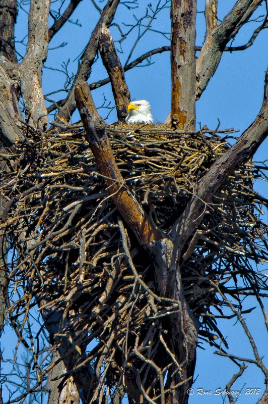 Eyrie with Eagle