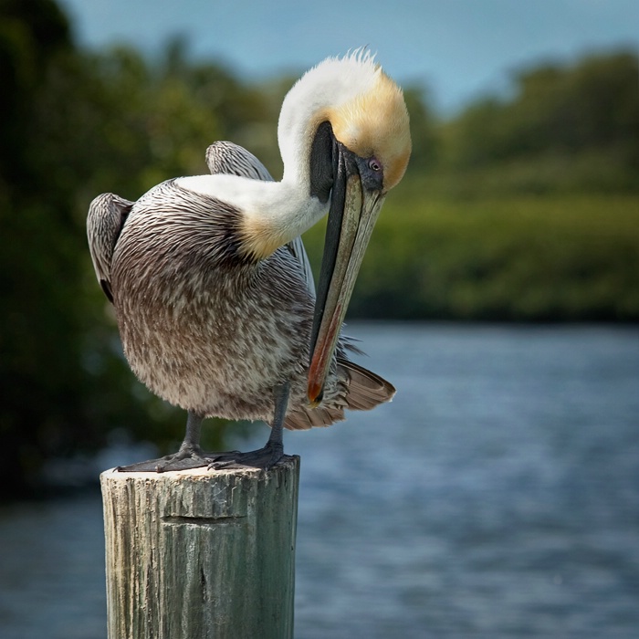 Preening Pelican