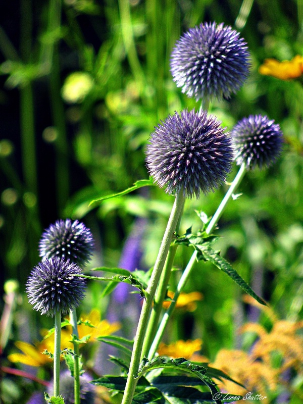 Taplow Blue Globe Thistles