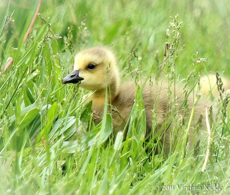 Downy Gosling