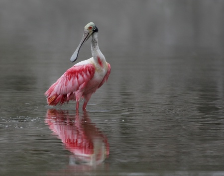 Posing Roseate Spoonbill