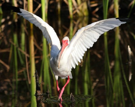 White Ibis Dance