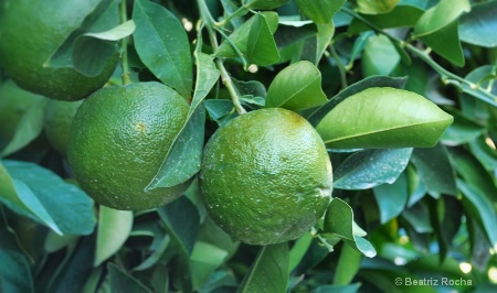 Green Limes...naturally