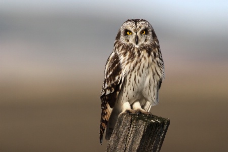 Short-eared Owl