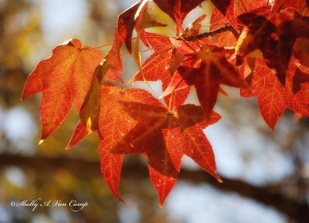 Maple Leaves