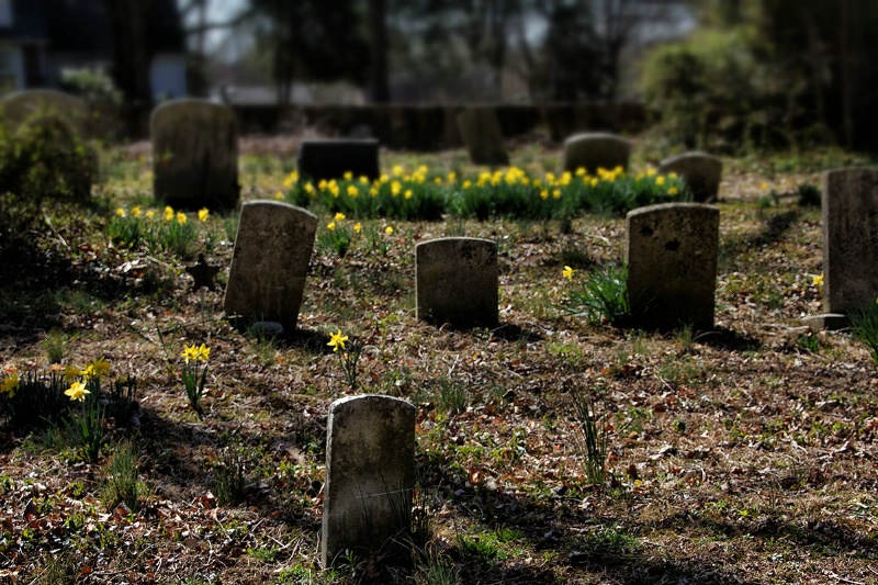 To Sleep Among the Daffodils