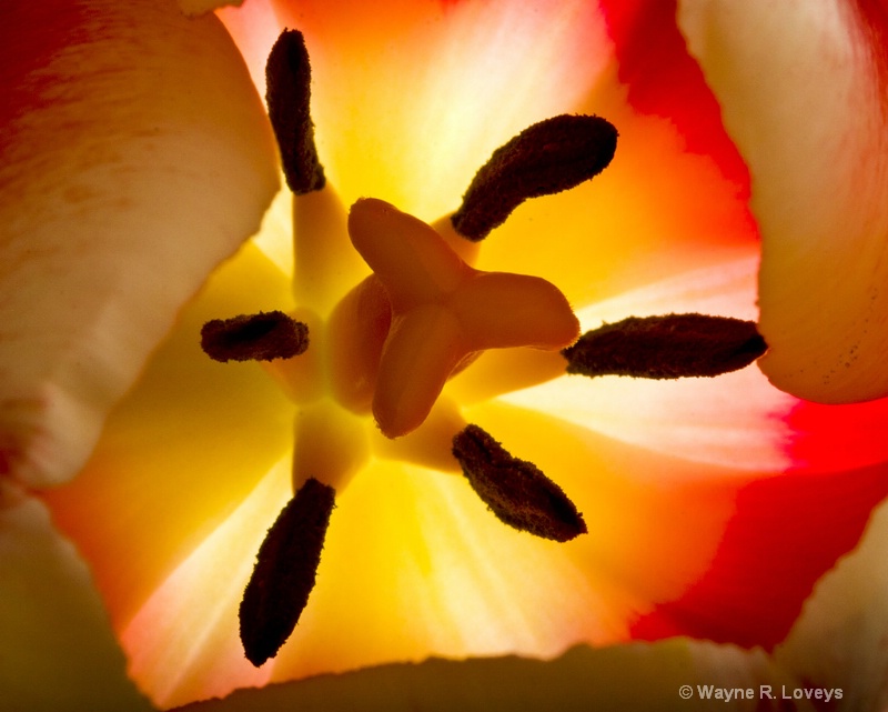 Inside a Tulip